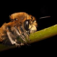 Hairy Footed Flower Bee sleeping 1 